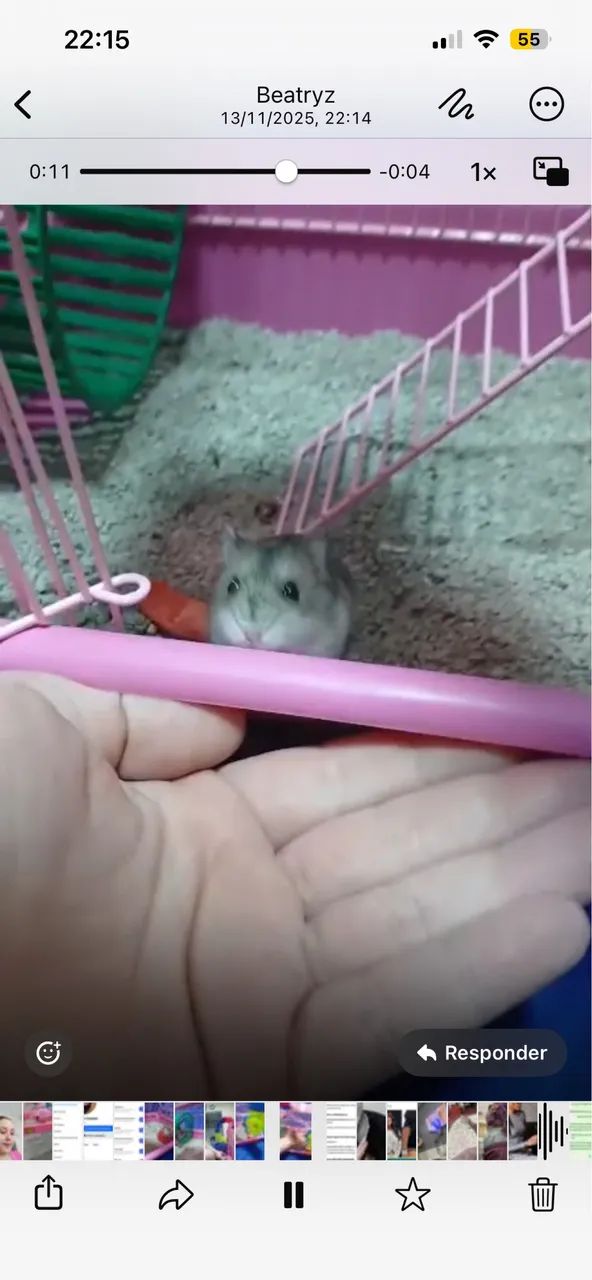 Doação hamster - Foto 3