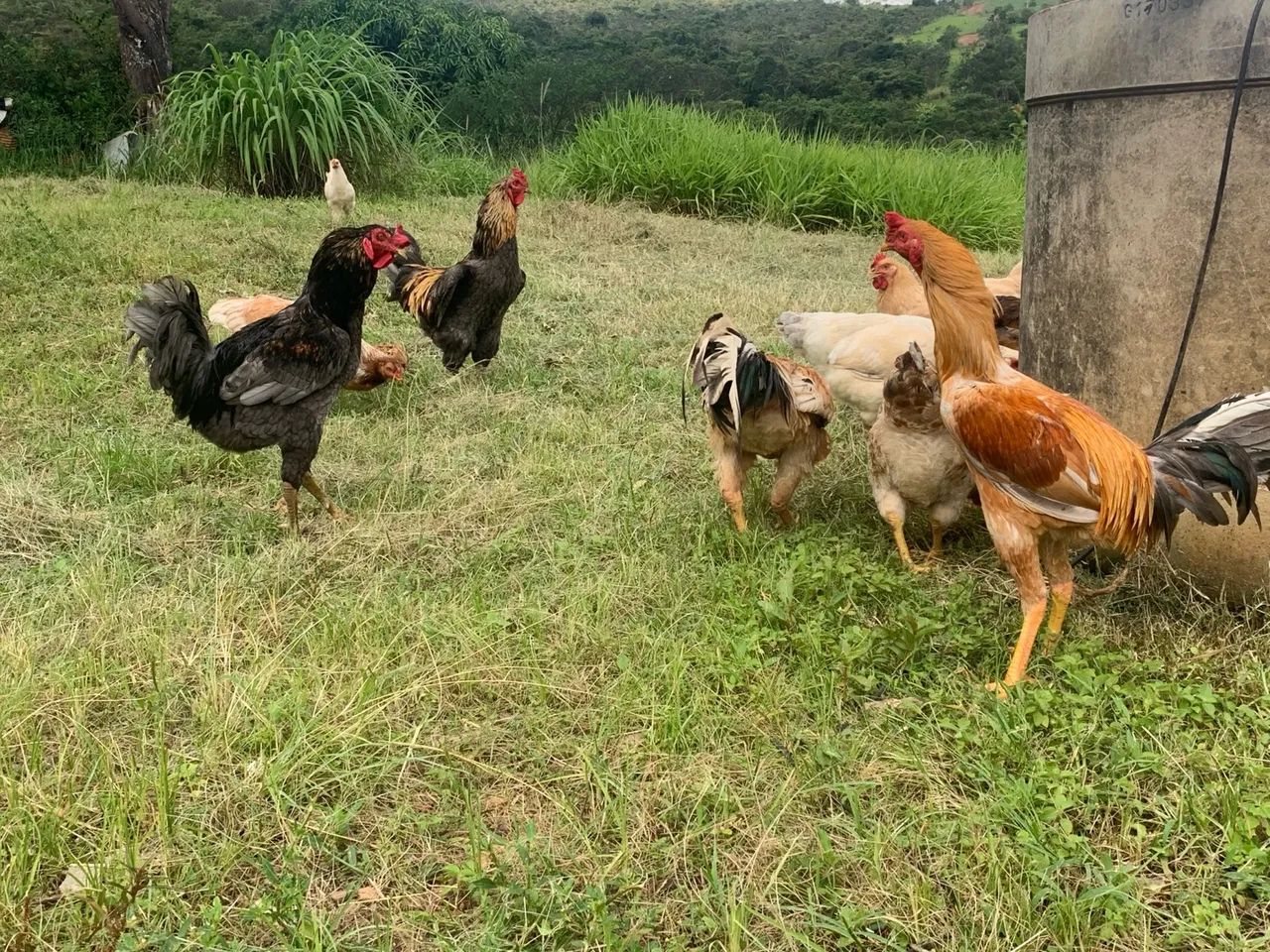 Galinhas e Galos - Caipiras  - Foto 6