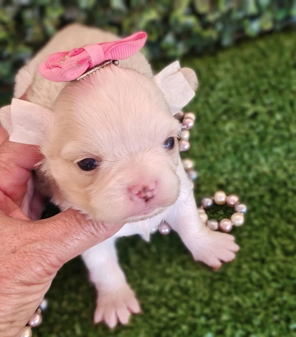 Chihuahua fêmea Pêlo longo para reserva. Uma fofura!