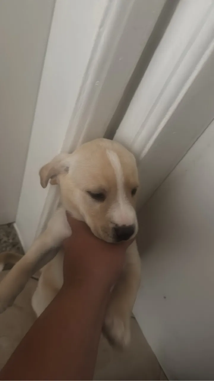 Doa se filhotes de labrador com vira lata
