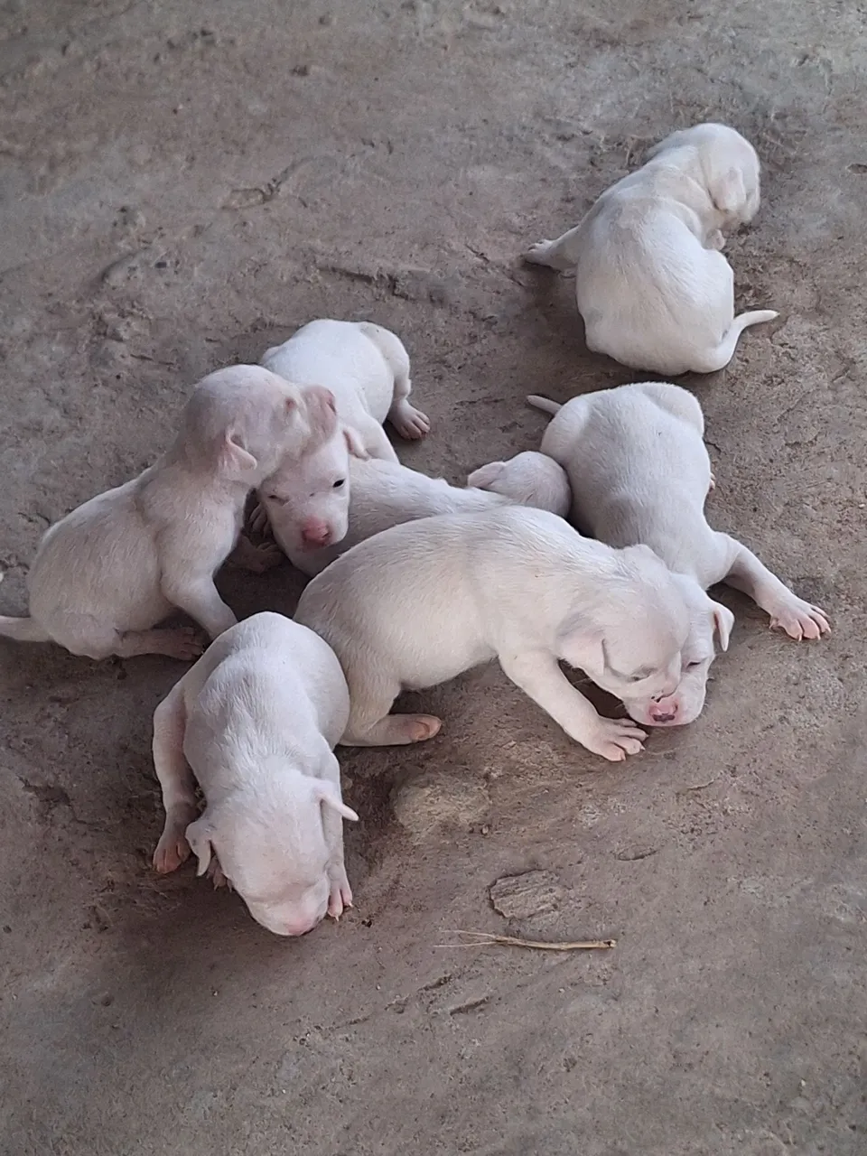 Vende-se pitbull