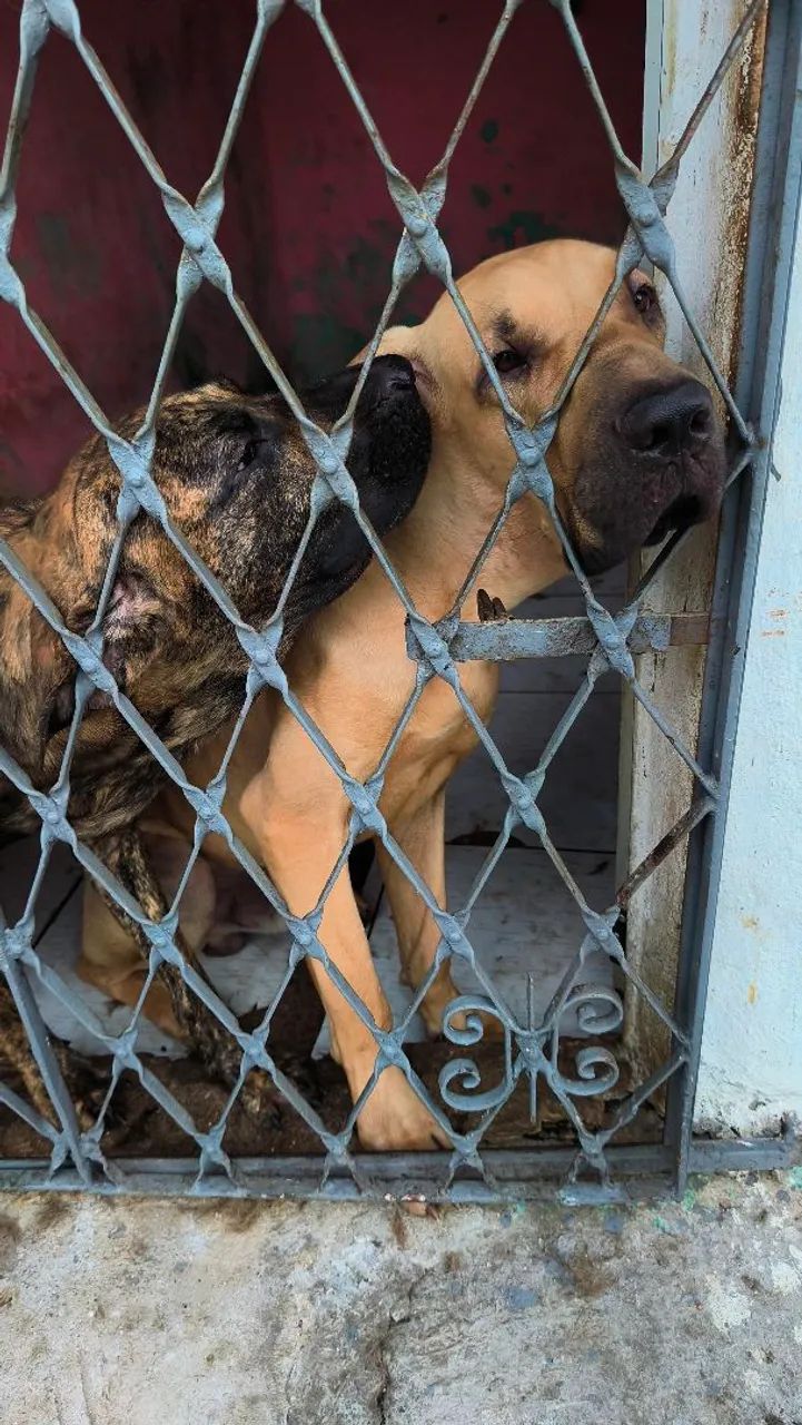 Reserve seu fila brasileiro então e natal ?