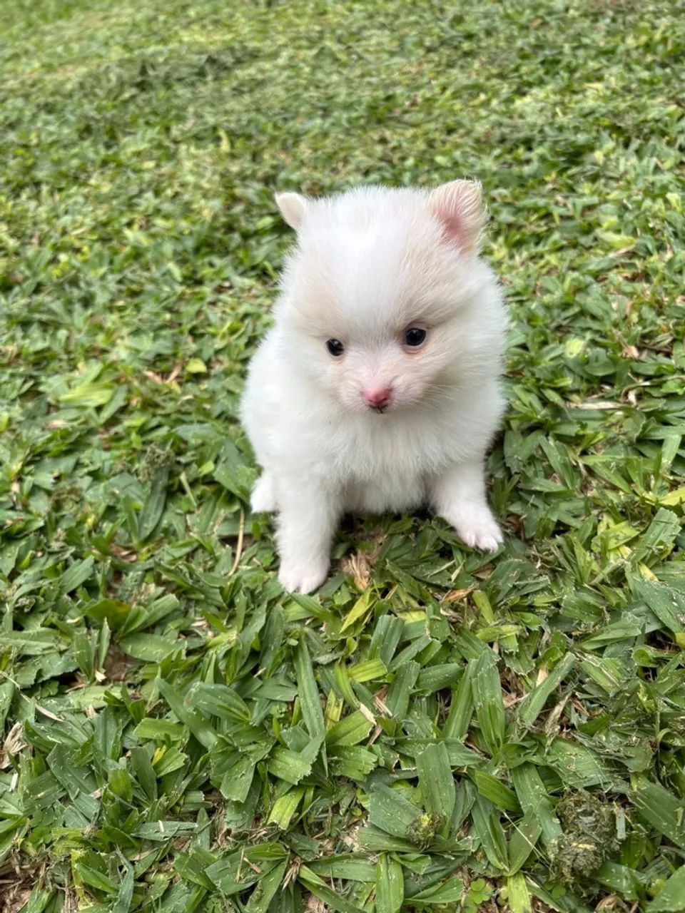 Filhote de Spitz Alemão - Puro e Charmoso!