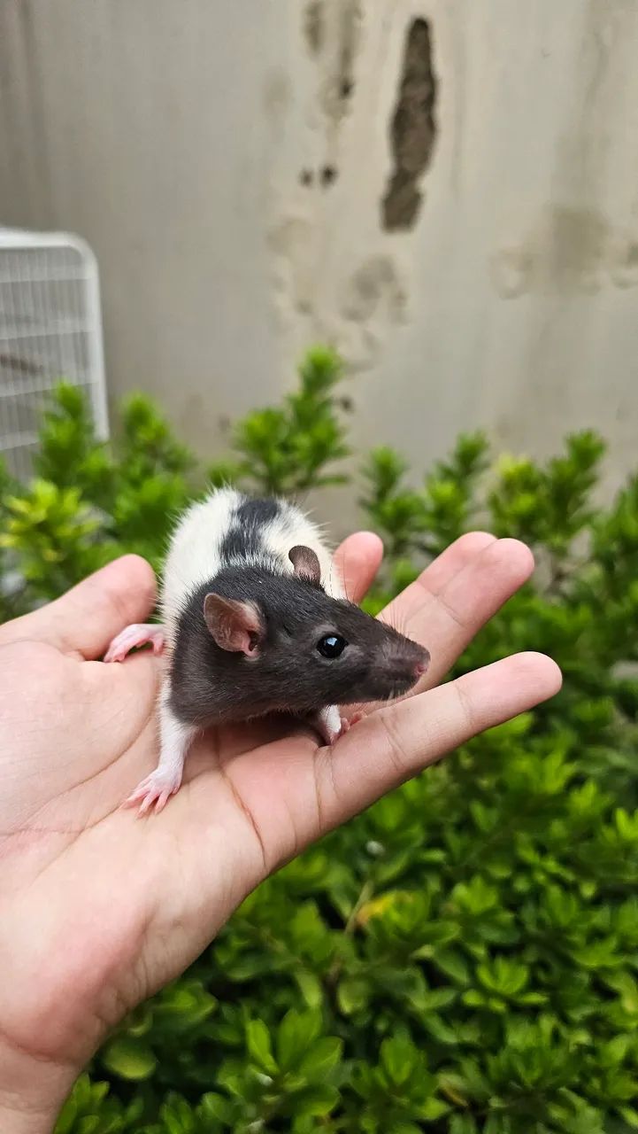 Ratos twister (Exotic pets house) - Foto 5