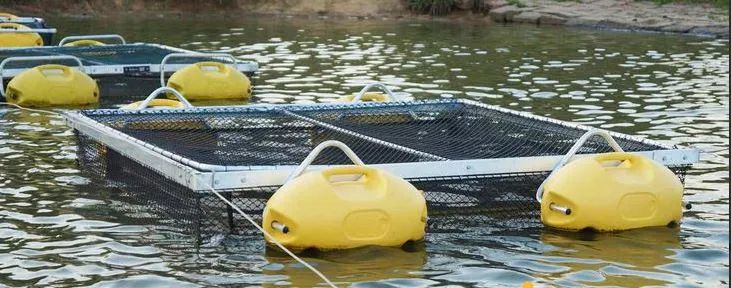 Gaiola em inox para peixes, piscicultura 2 m x 2 m x 1,5 m - Foto 6