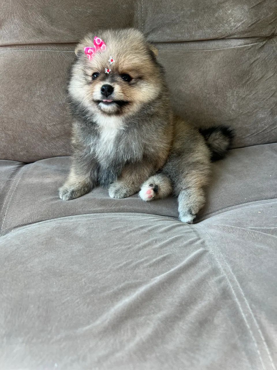 Spitz alemão fêmea 