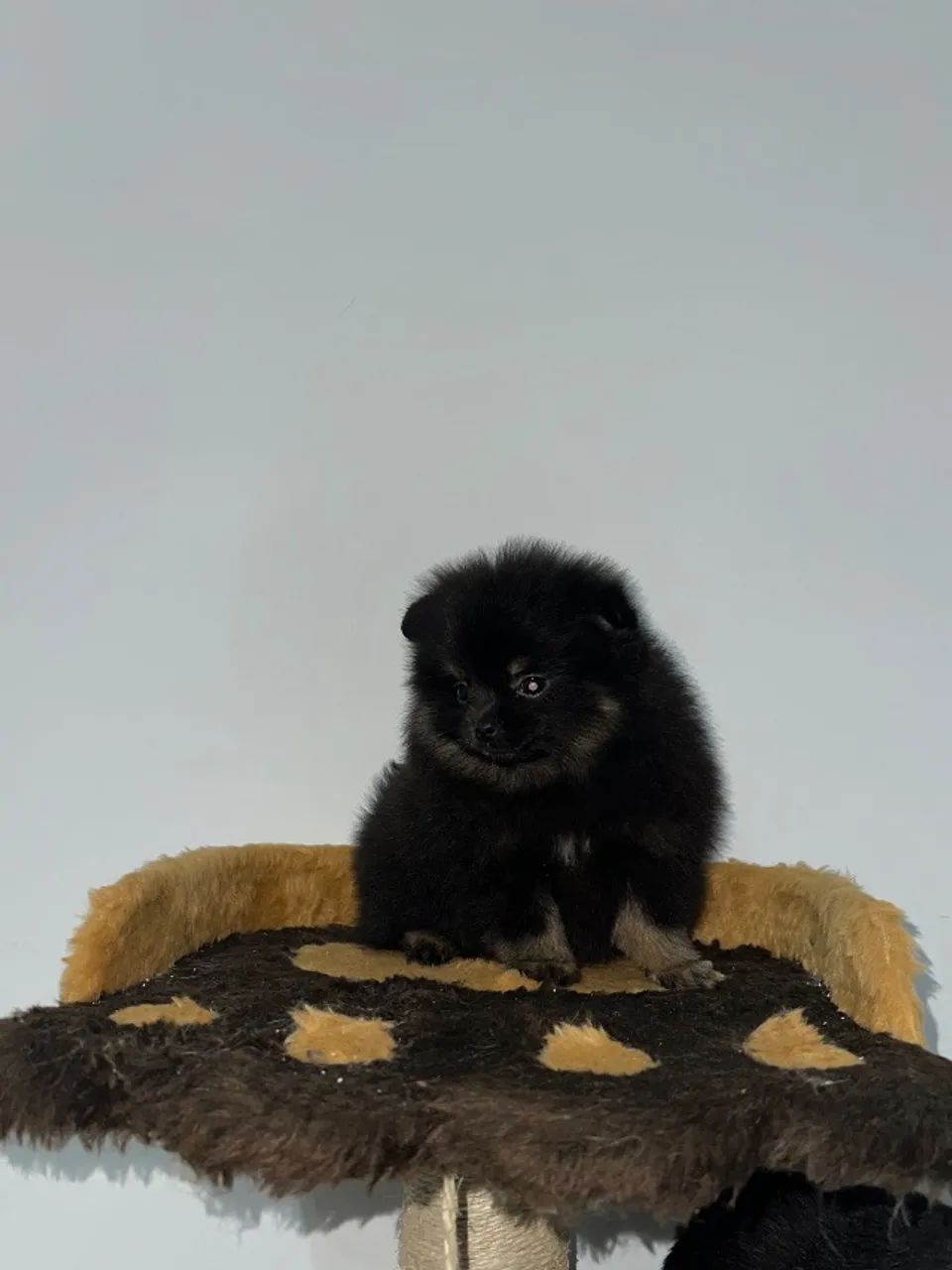 Spitz alemão anão  - Foto 2
