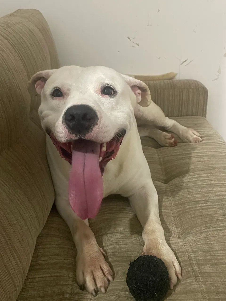 DOAÇÃO PITBULL 