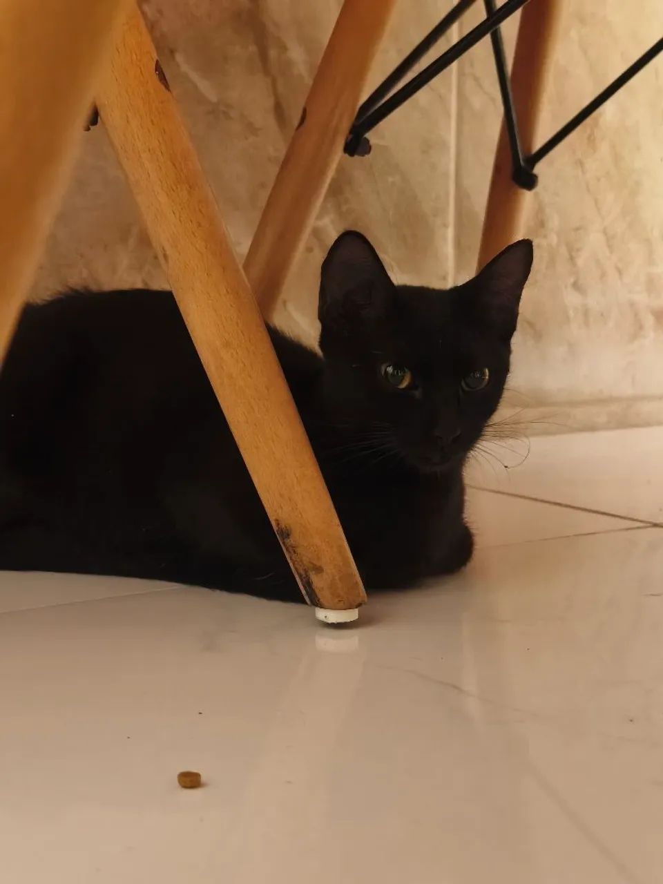 Adoção gata  - Foto 3