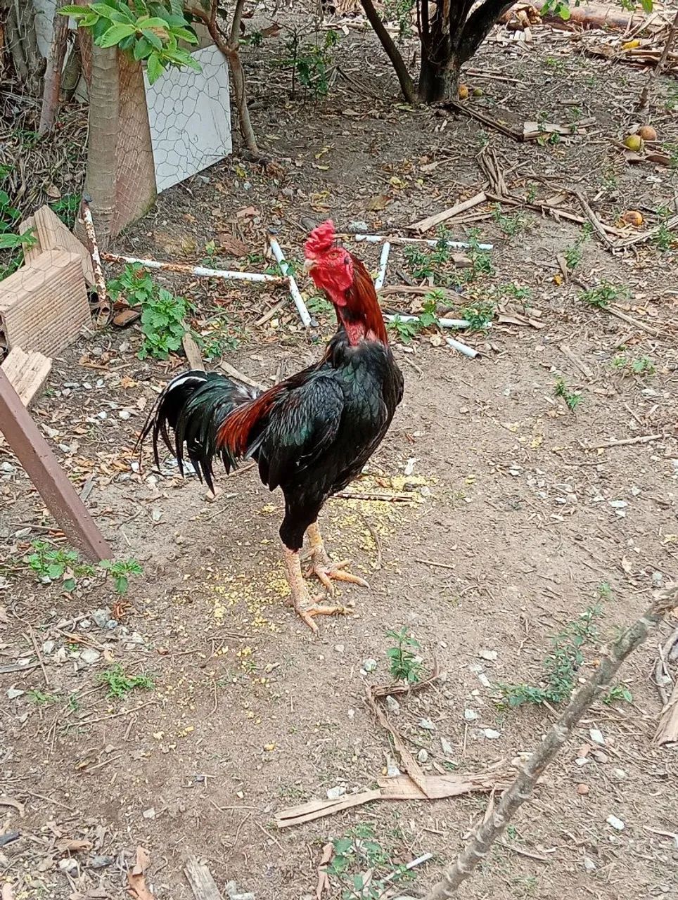 Galo francês  - Foto 3