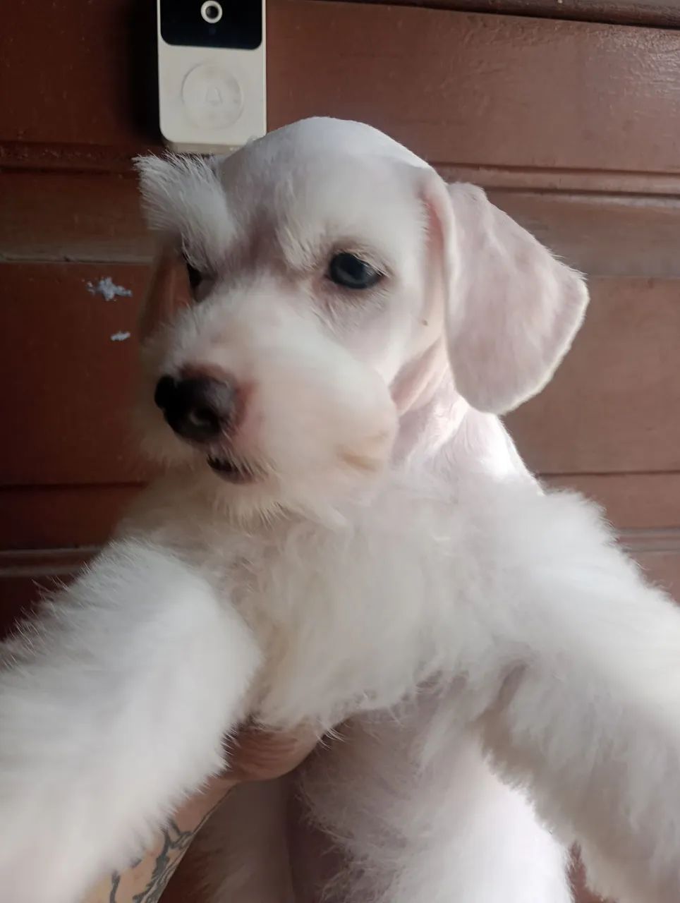 Schnauzer Miniatura macho  - Foto 3