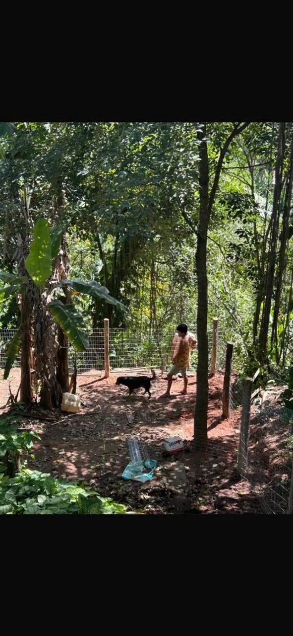 Corte e podas de arvores - Foto 2