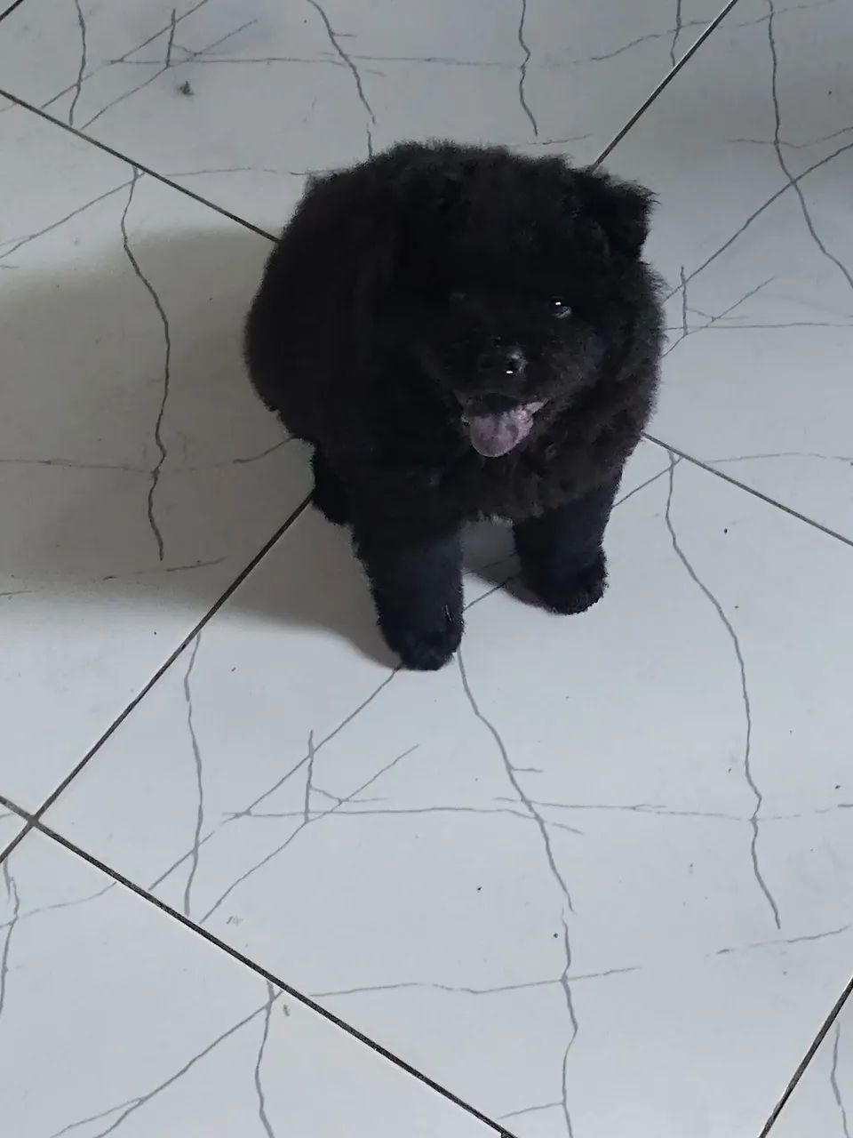 Vendo chowchow macho - Foto 2