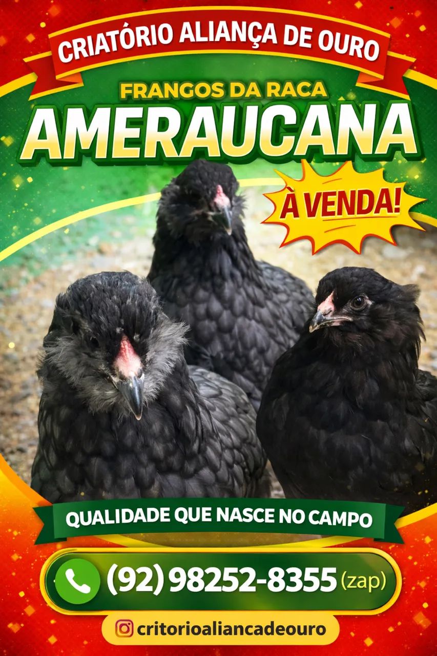 Galinhas e Pintos AMERAUCANAS - Foto 3