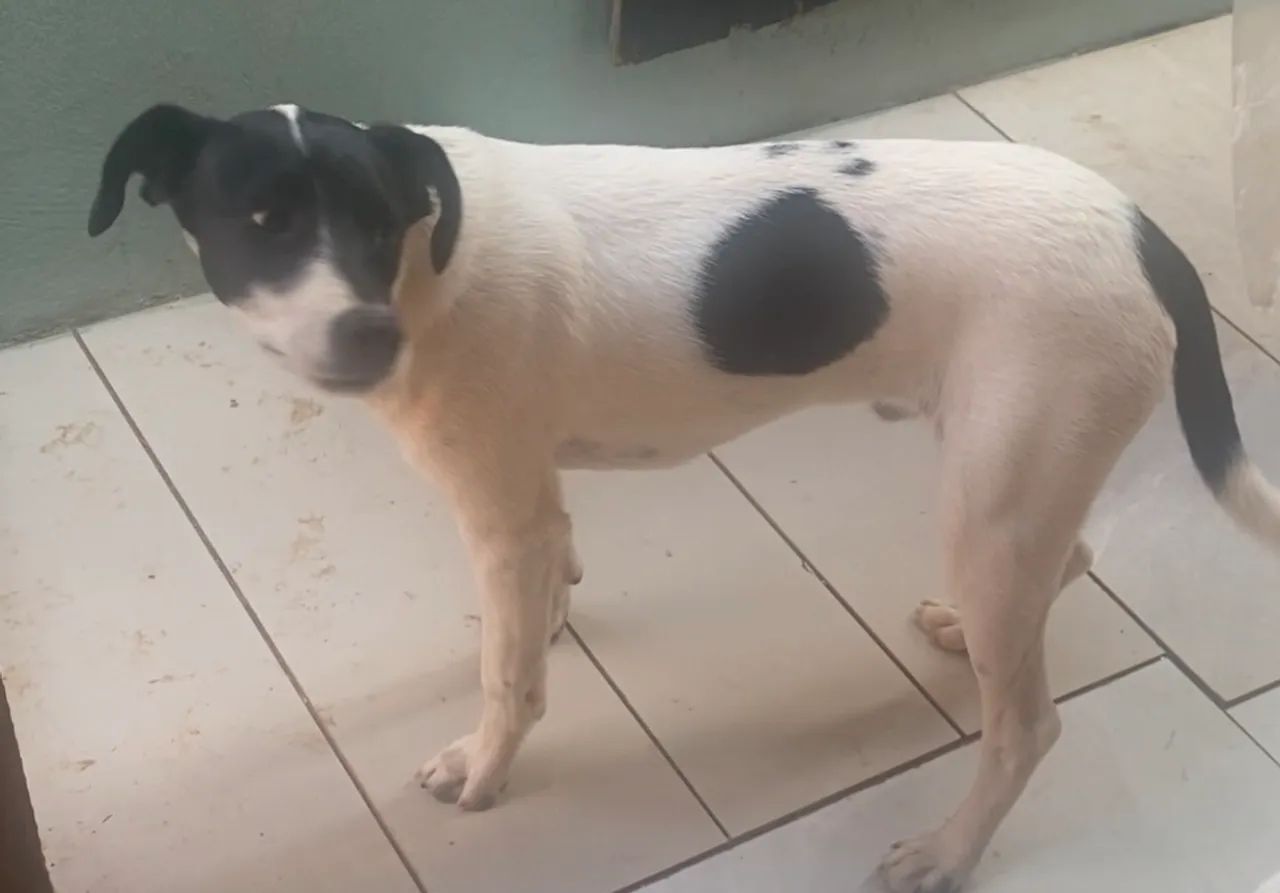Doação  - Foto 4