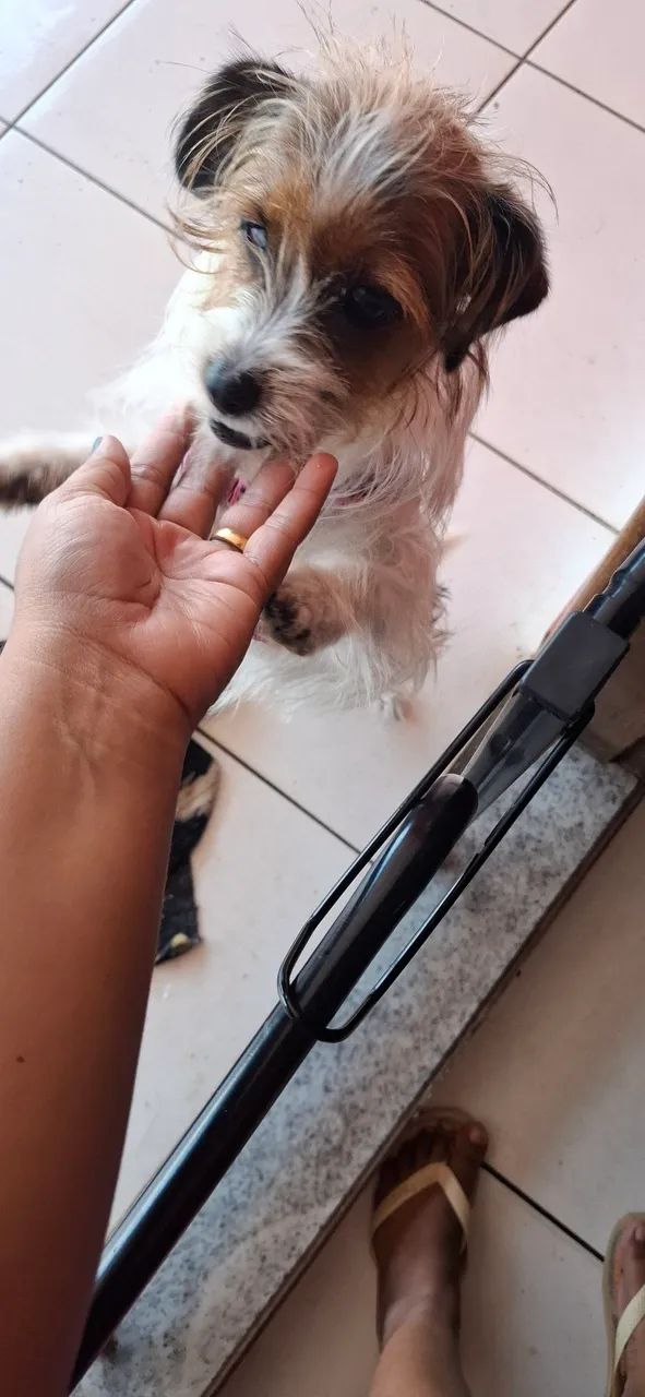 Doa - se cachorrinha - Foto 3