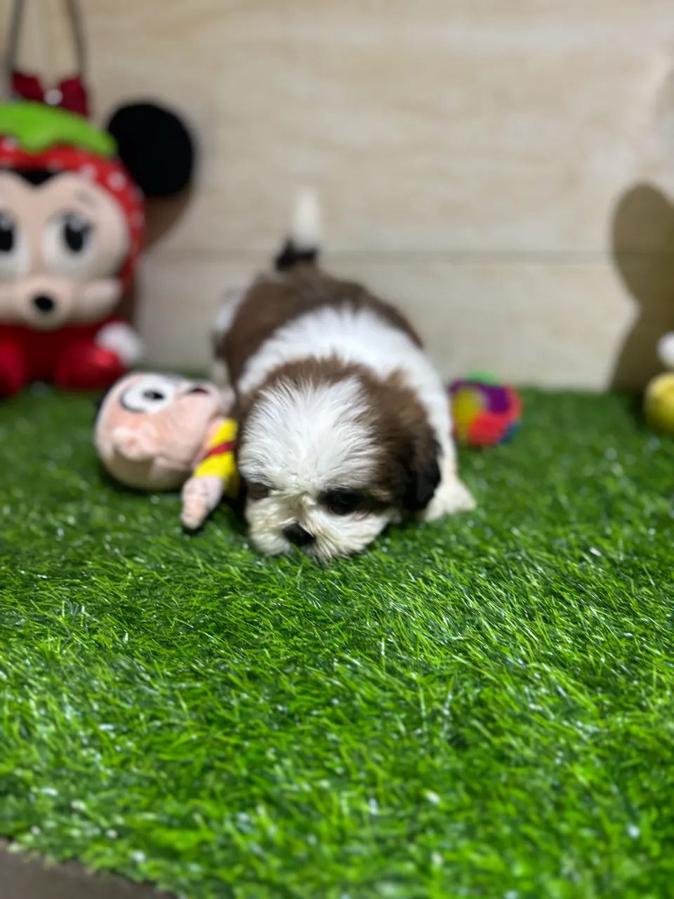 Shihtzu 