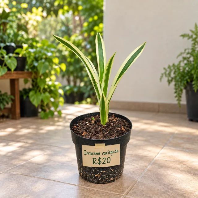 Muda de Dracena Variegada - Biguaçu