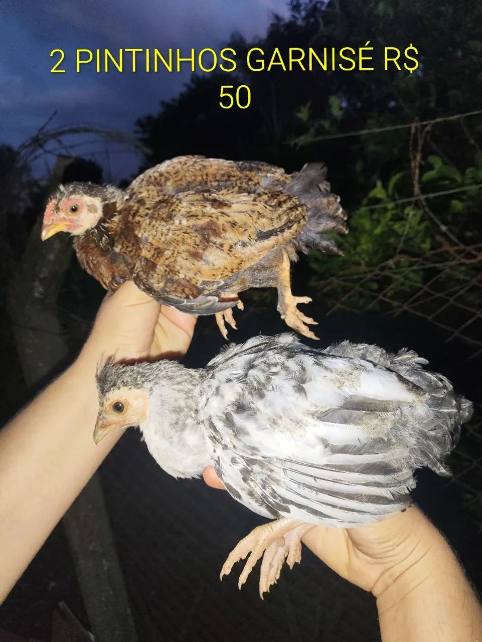 Filhotes de Angola e pintinhos - Foto 5