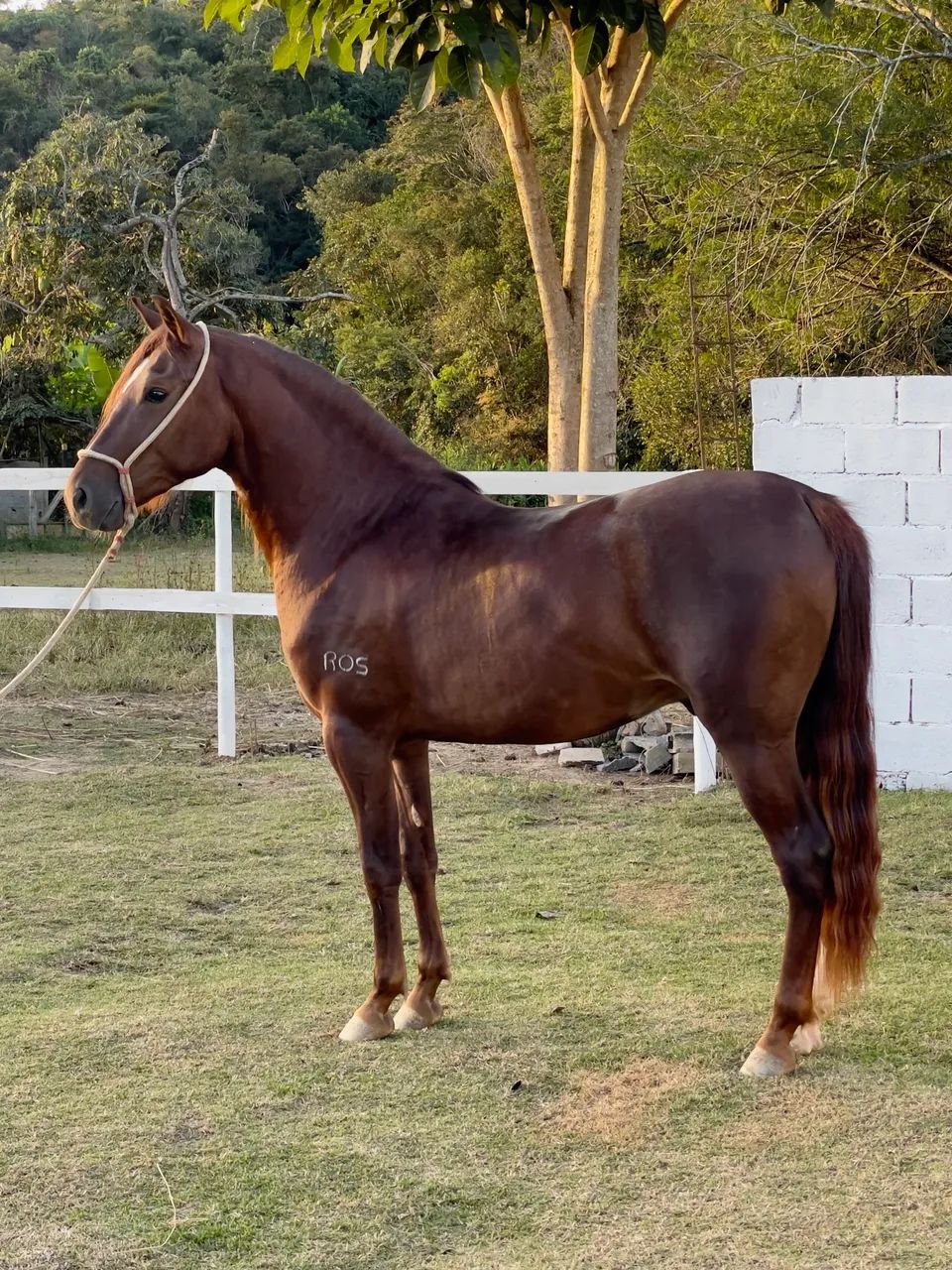 Cavalo