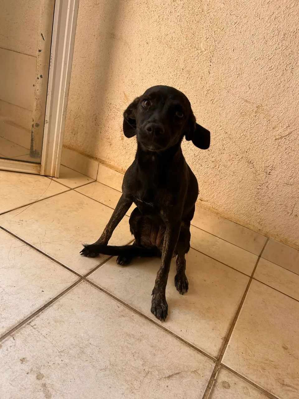 Doação de cachorrinhos  - Foto 2