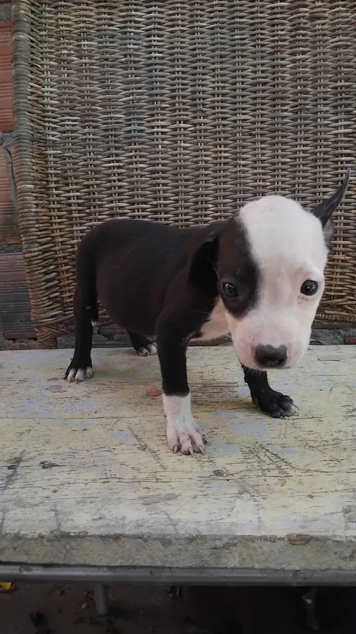 Vendo Pit bull - Foto 4