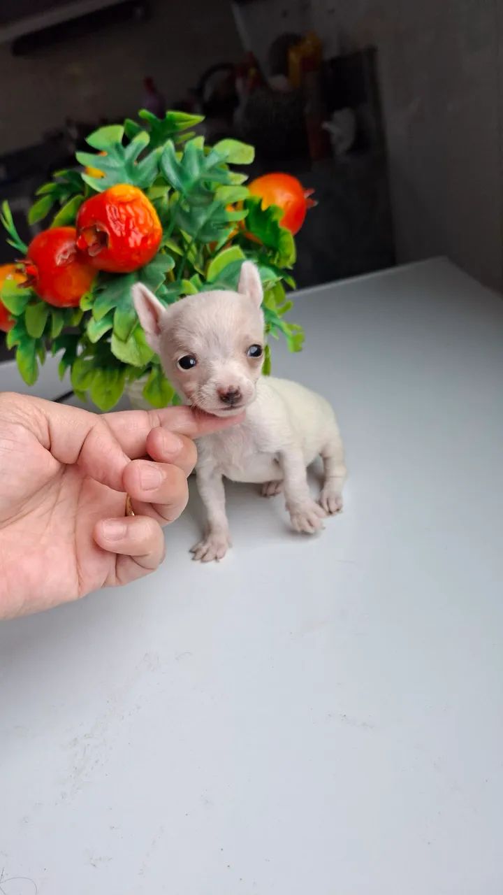 Pincher