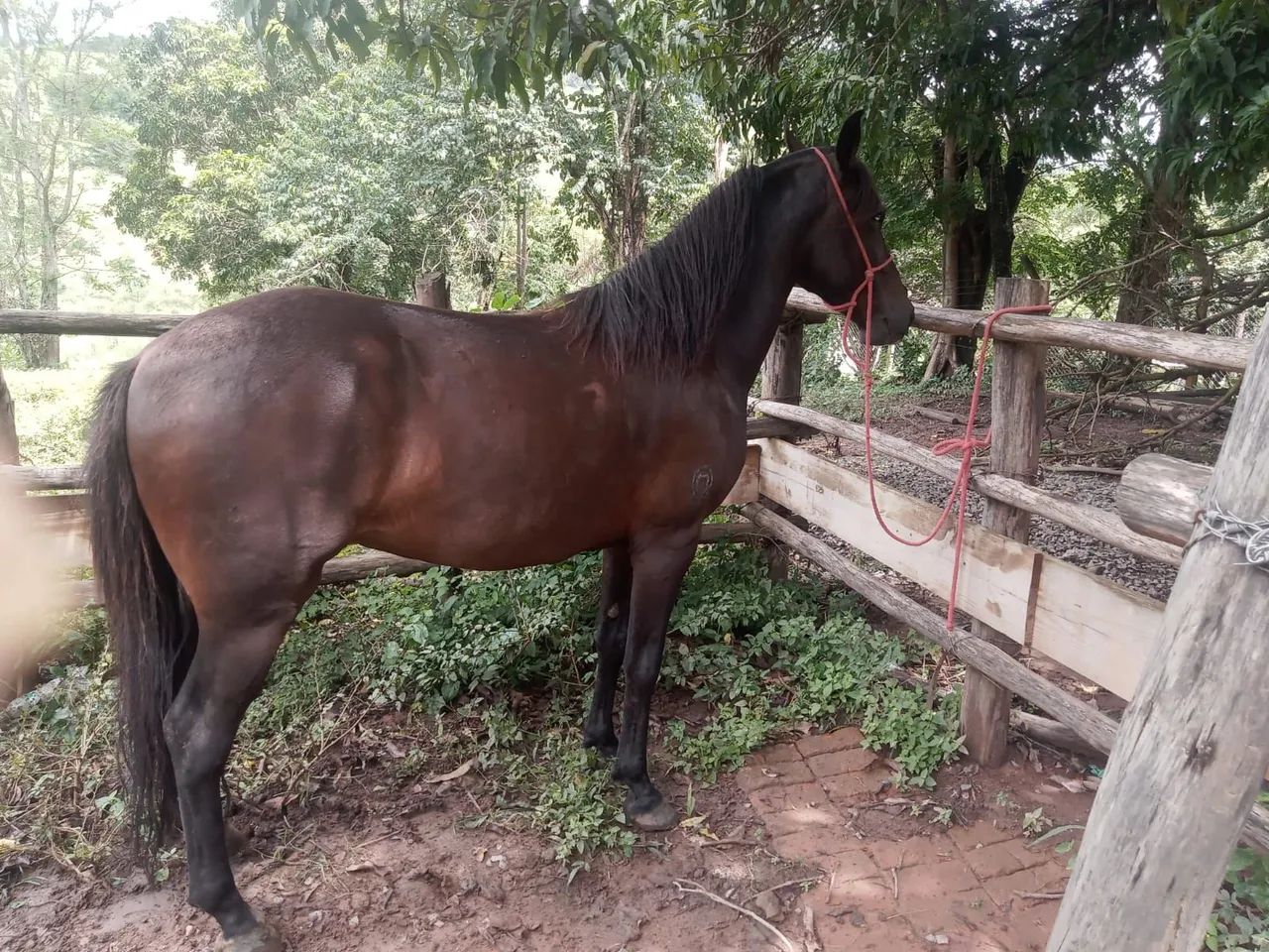 Cavalo registrado manga larga marchador  - Foto 3