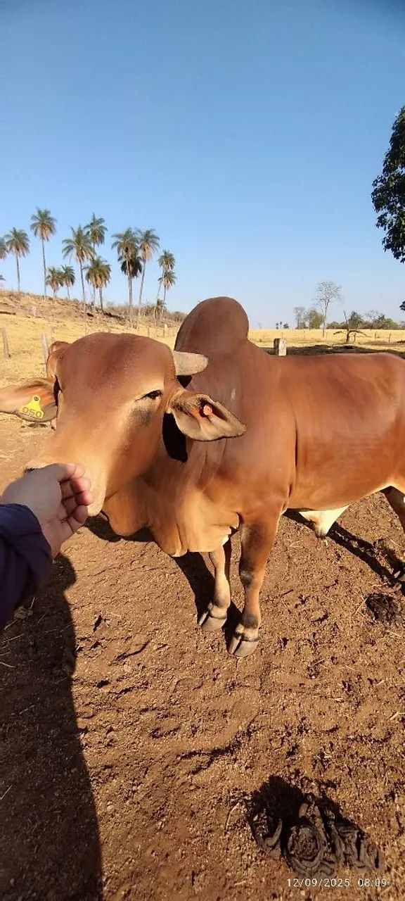Touros Sindi P.O. - Foto 2