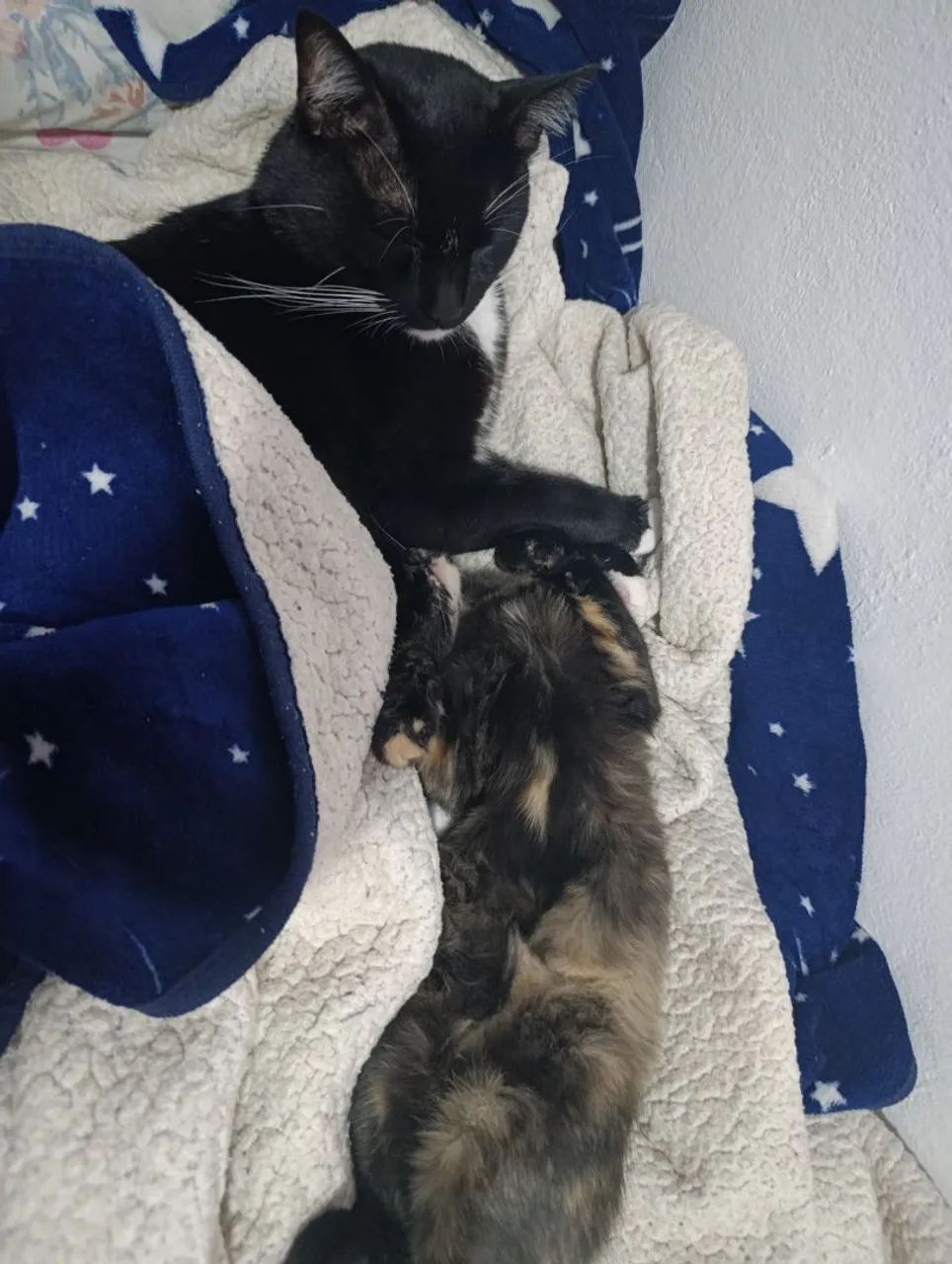 Animais  - Foto 4