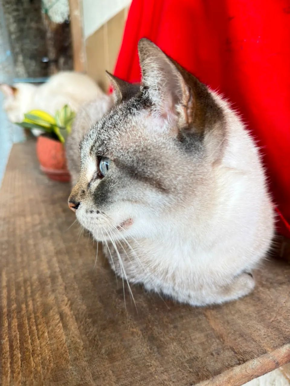 Gata Castrada 