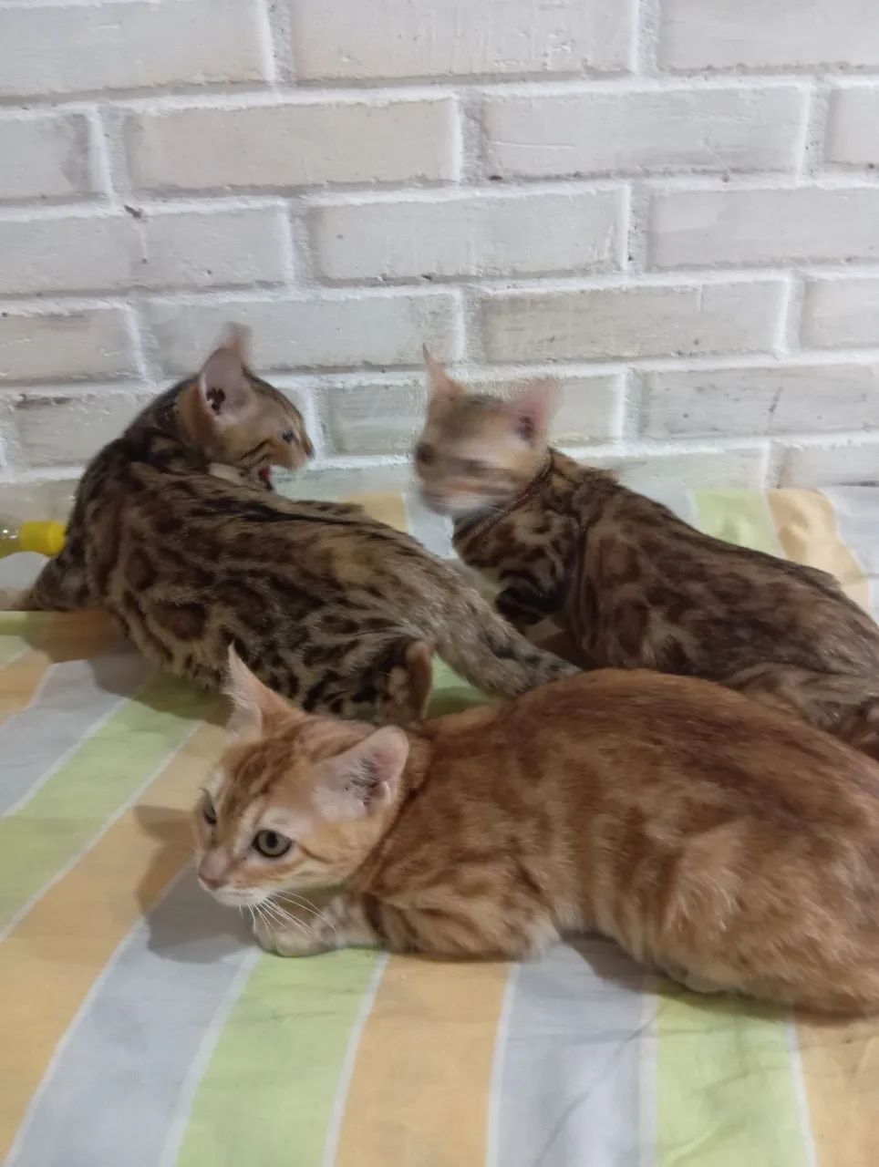 BENGAL c pedigree Tropicats  - Foto 5