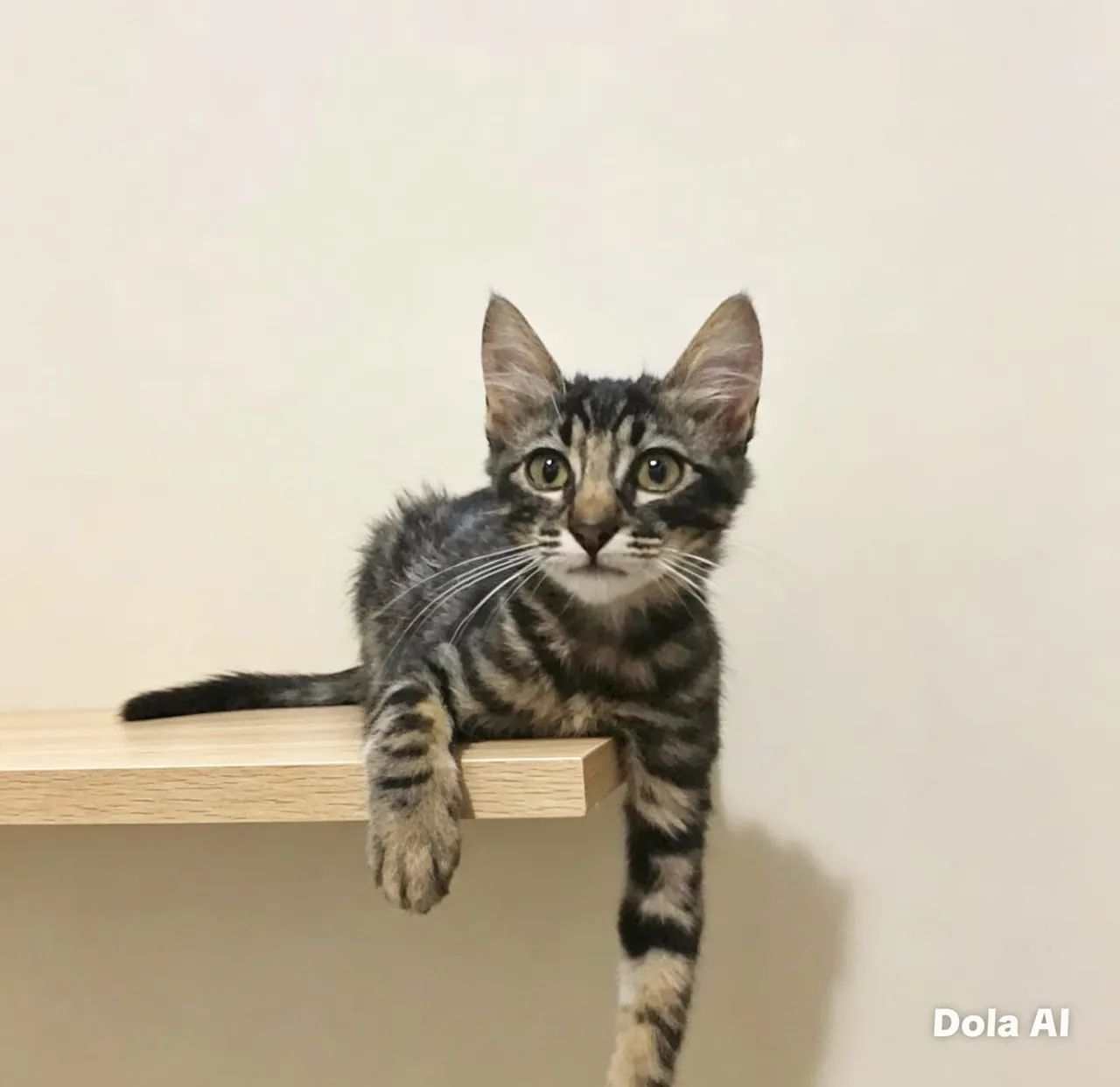 PITTY, DESPULGADA E VERMIFUGADA - Foto 4
