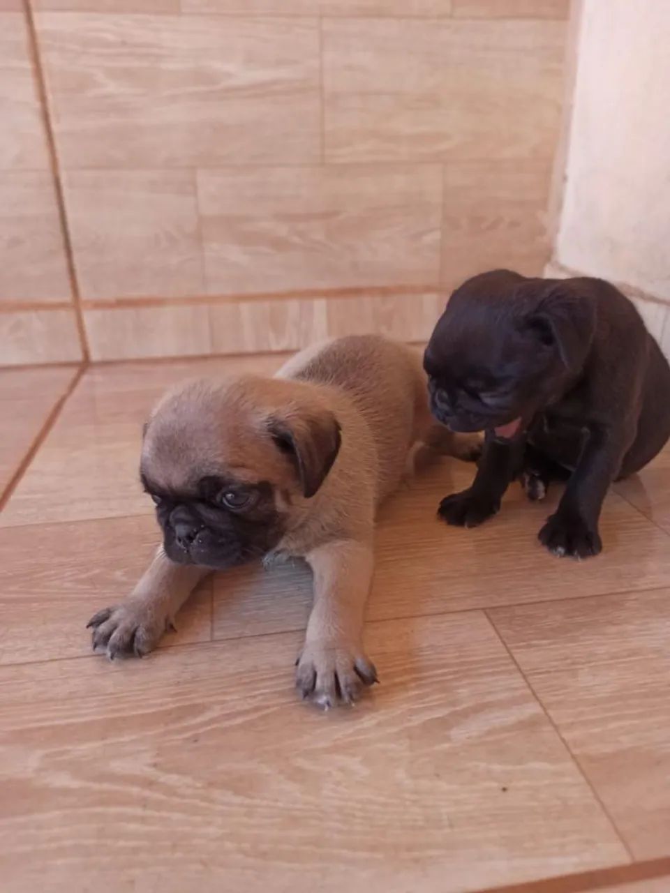 Pug - Foto 3