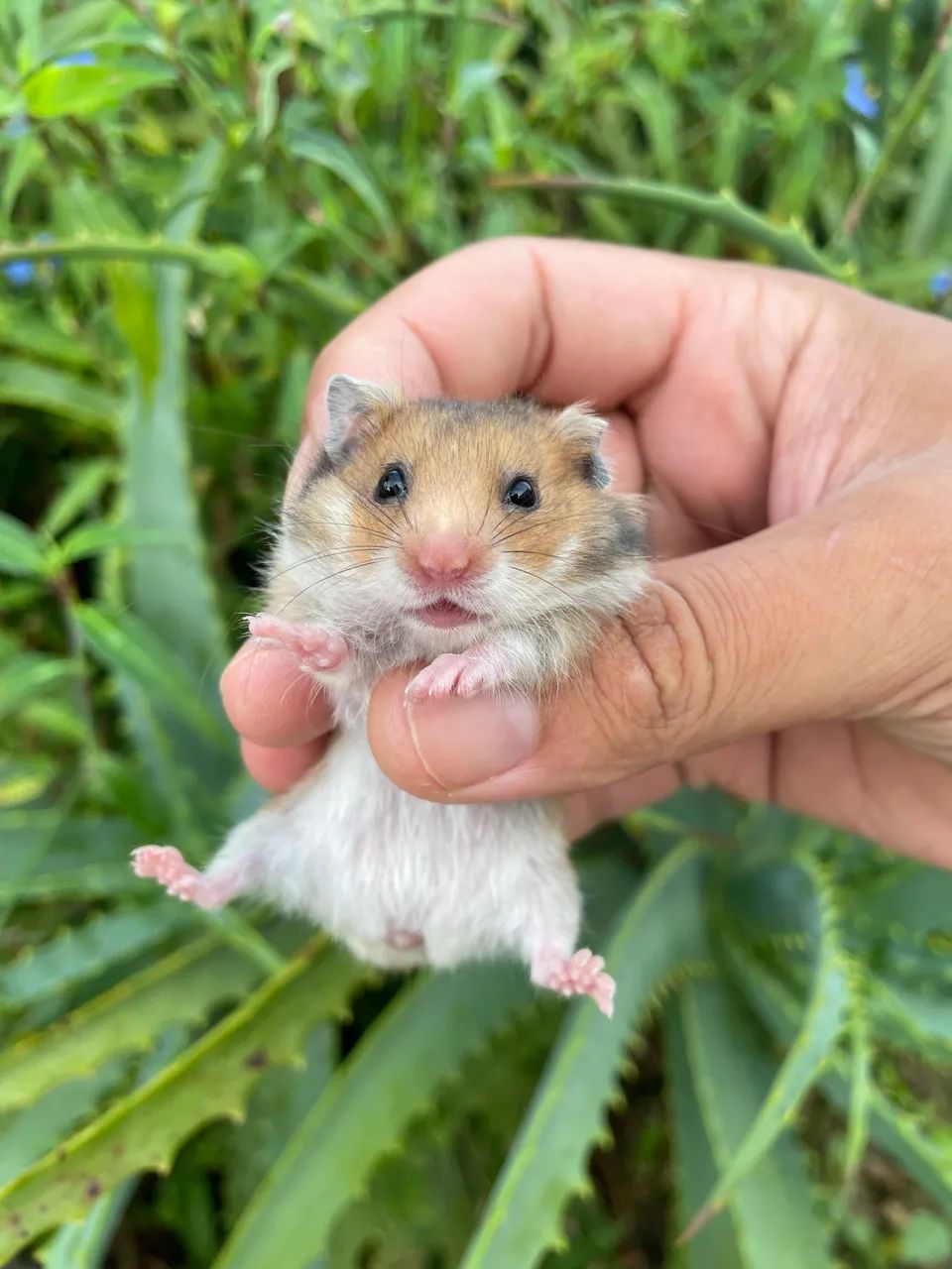 Hamster sírio filhotes - Foto 3