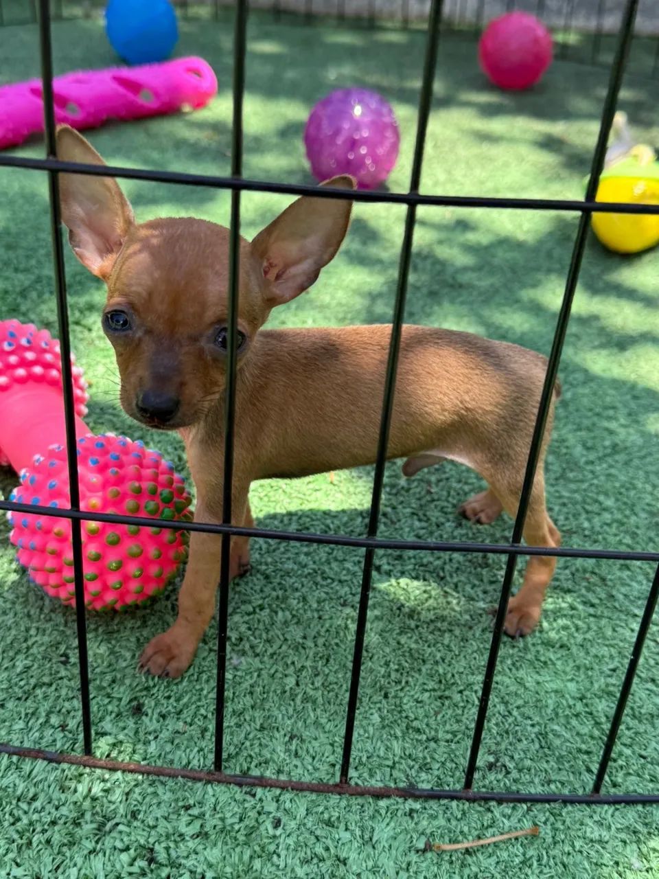 Pinscher Zero