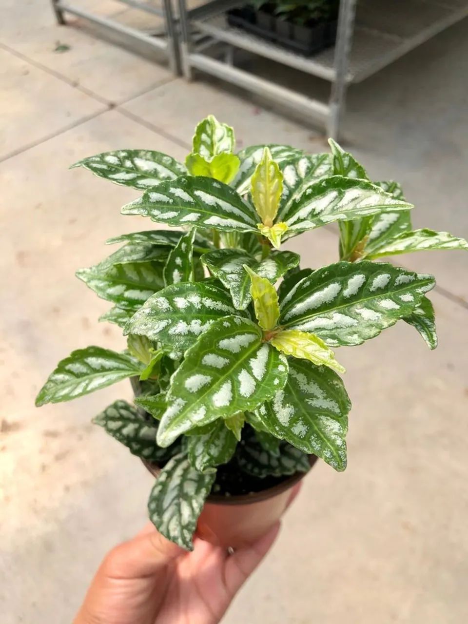 Plantas alumínio  - Foto 2