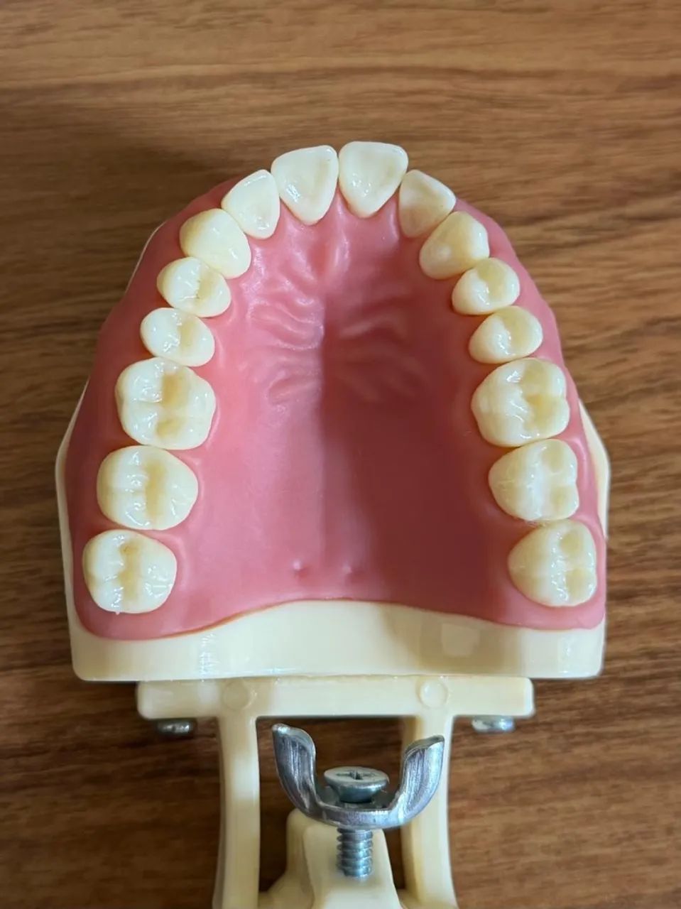 Manequim Odontológico ORAIS dentística - Foto 2