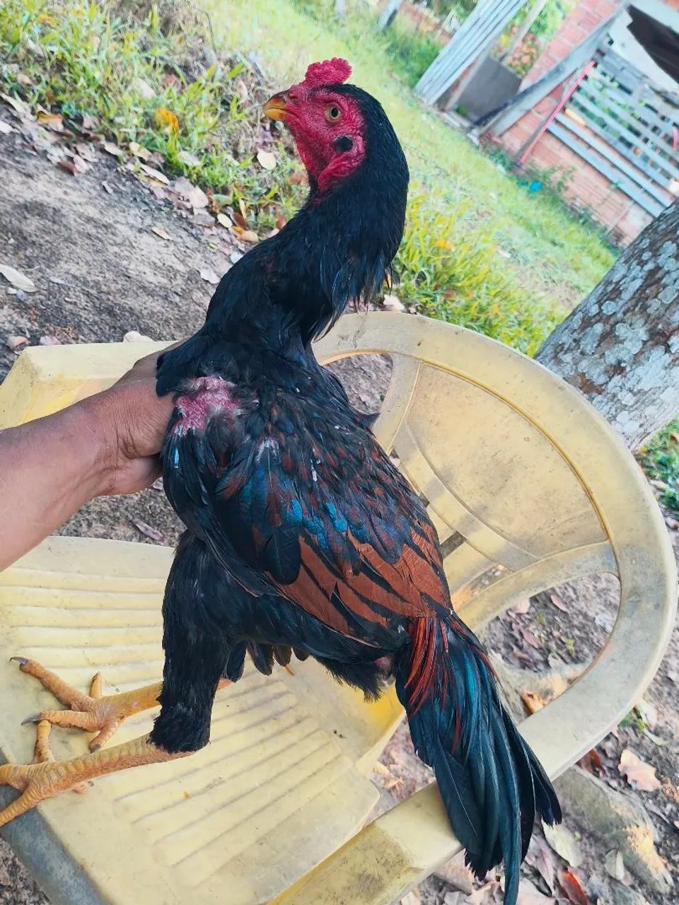 Vendo um frango indiano