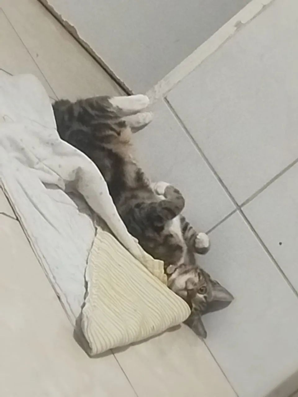 Doacao de gatinho  - Foto 2