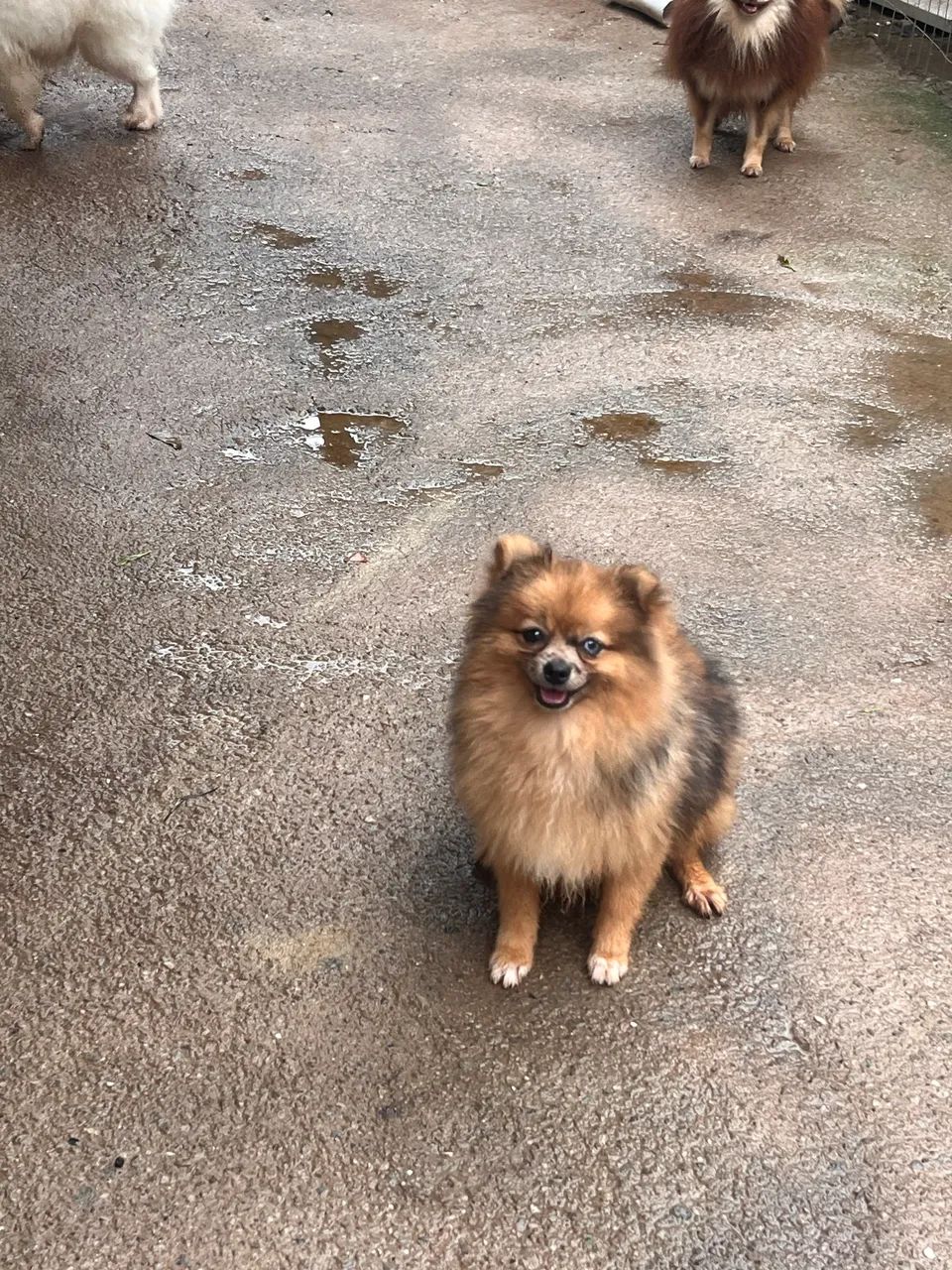Spitz alemão 