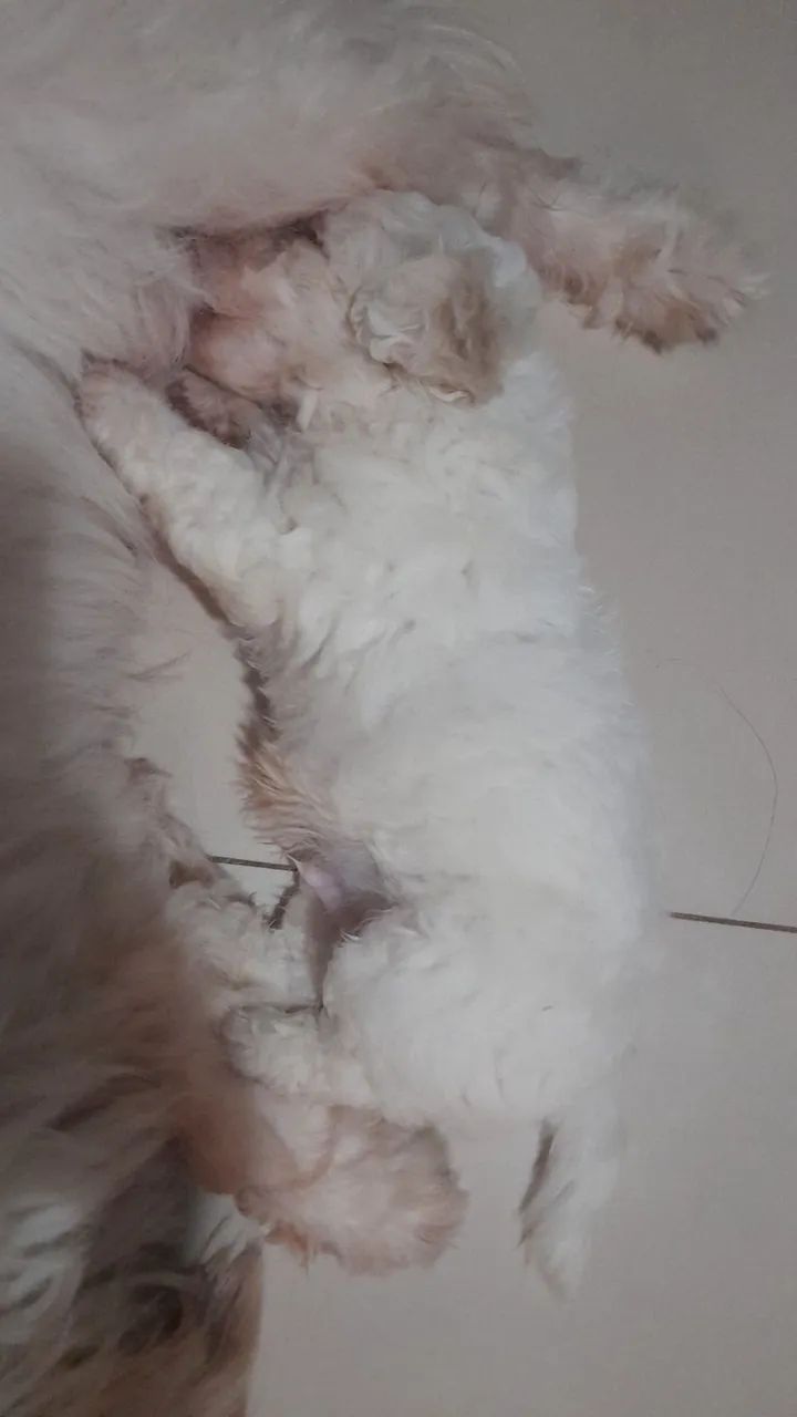 Poodle n1 - Foto 3