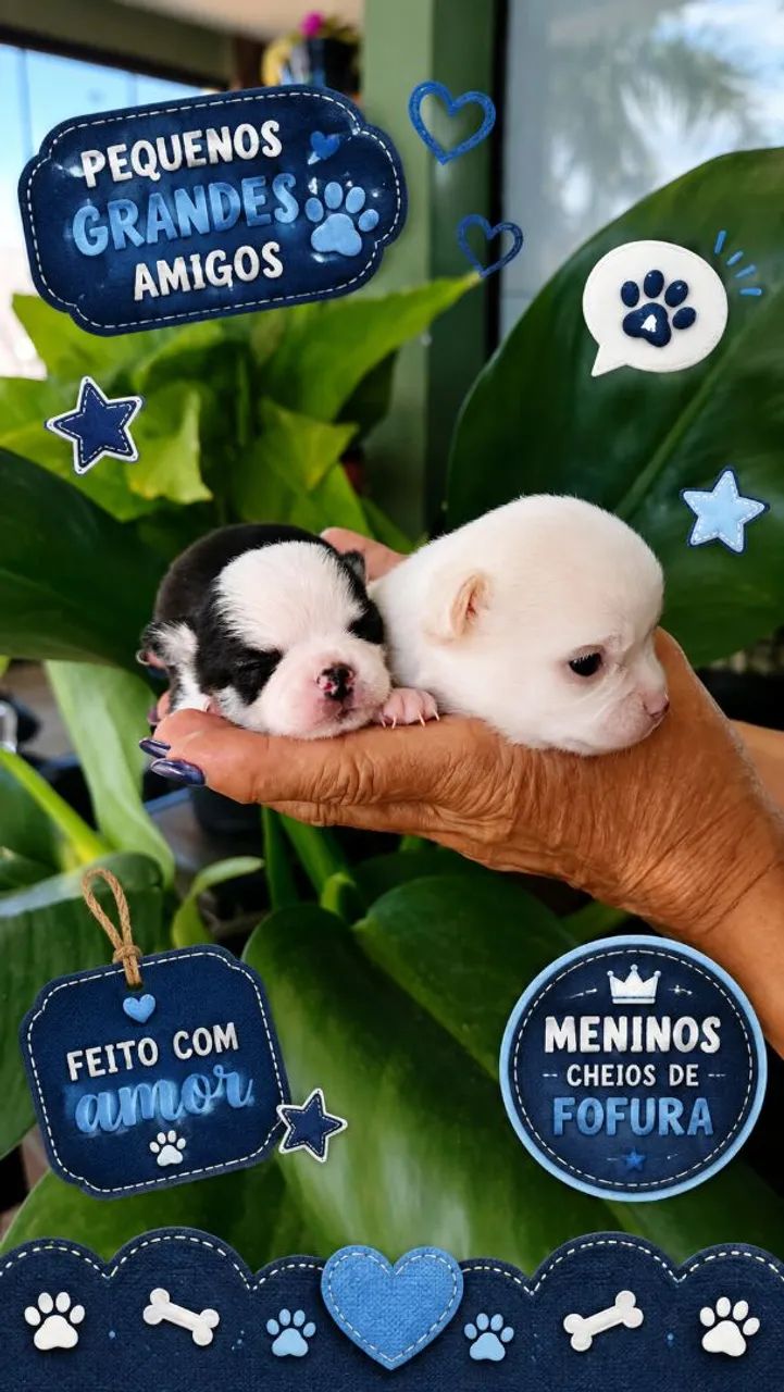 Chihuahua macho para reserva 