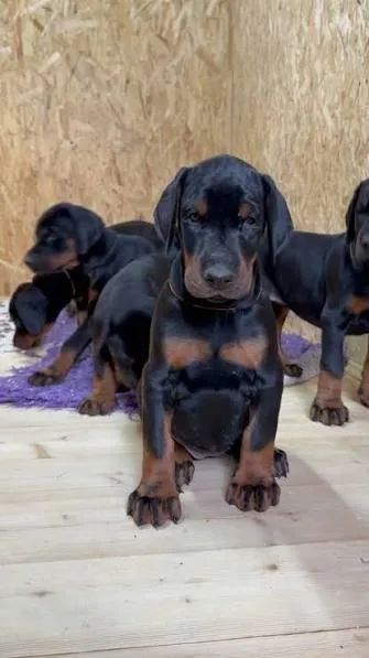 Doberman filhotes 