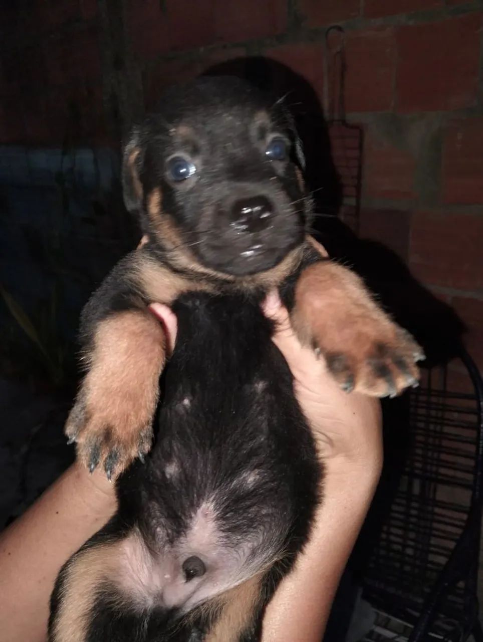 Rottweiler  - Foto 3