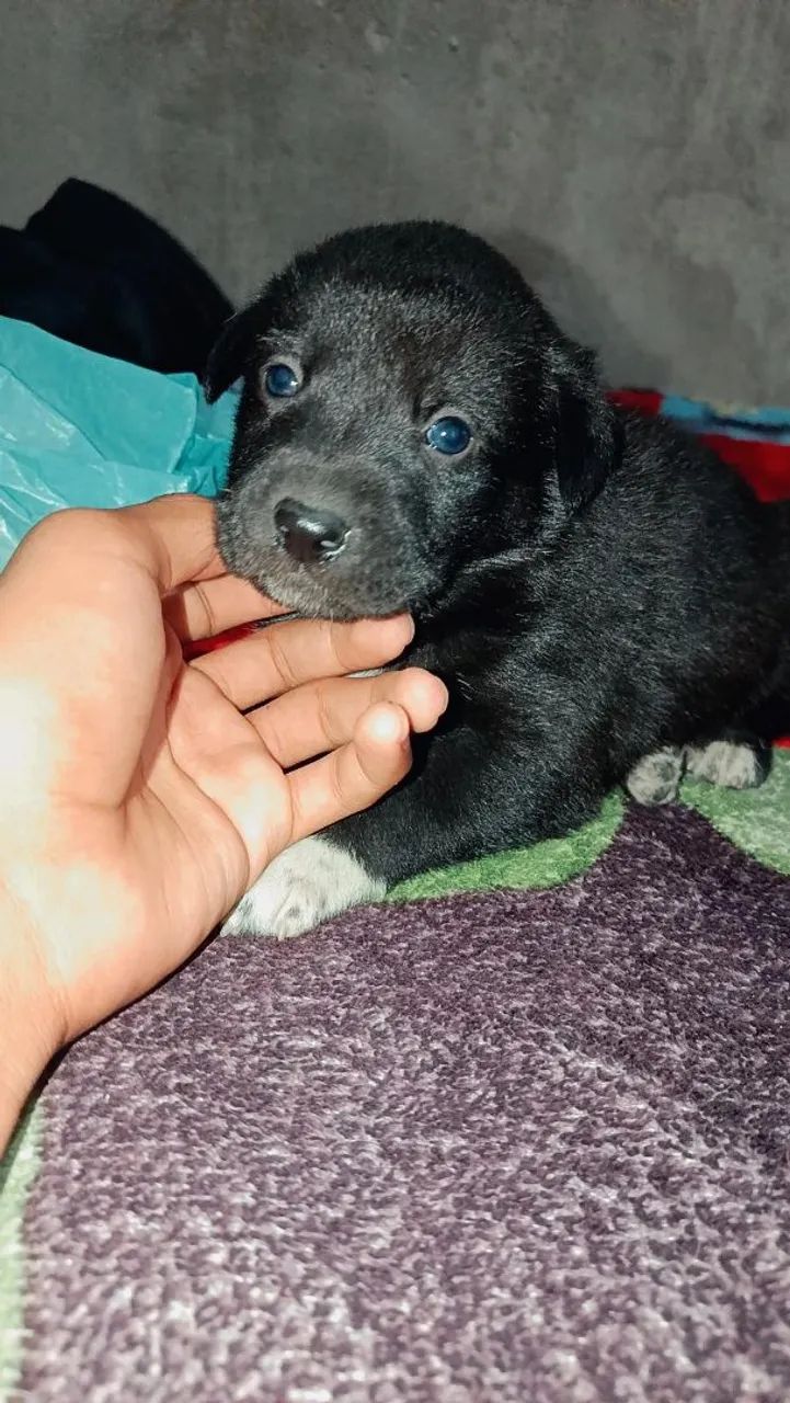 Doação de cachorrinhos 