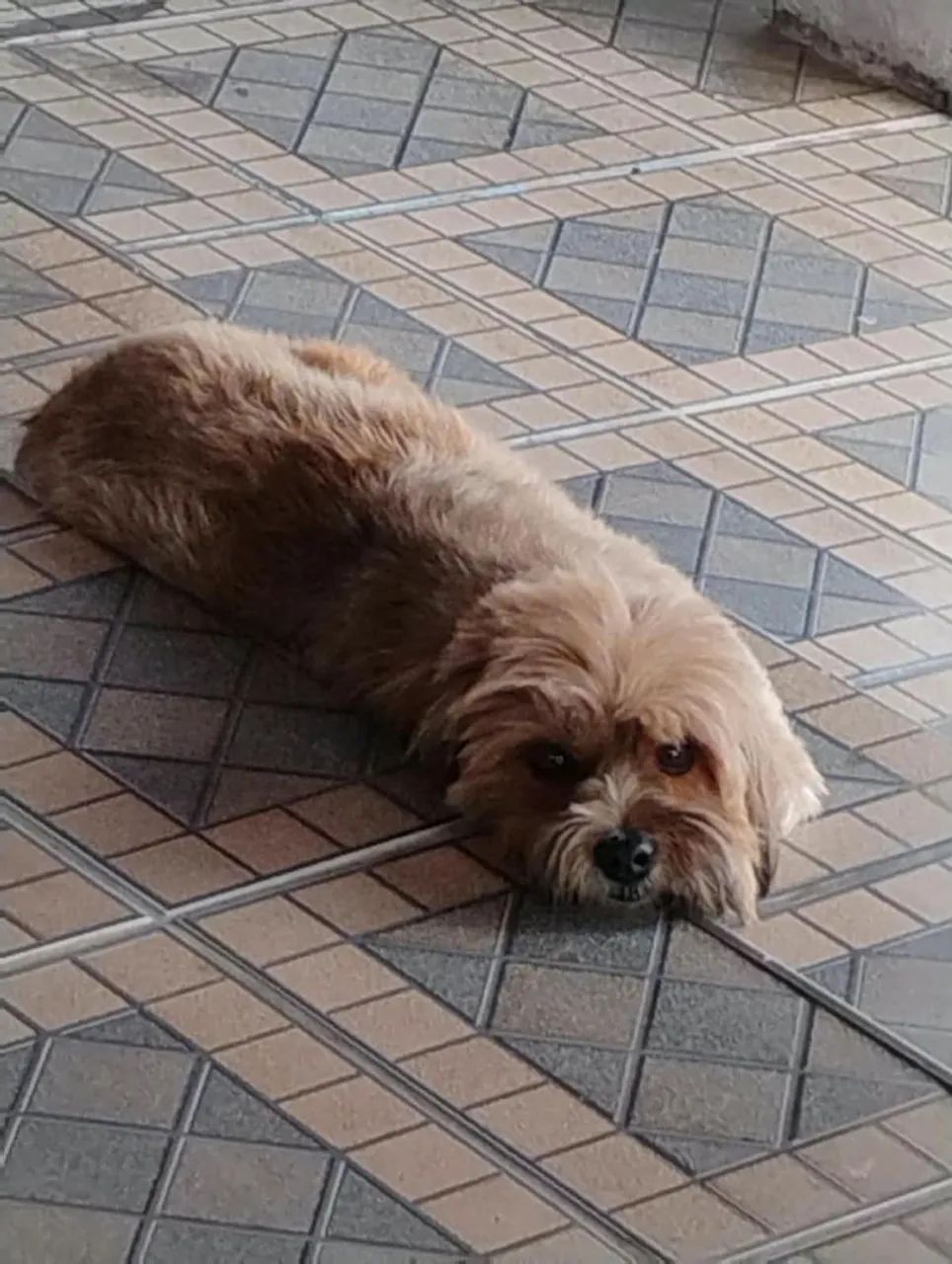 Adoção responsável  - Foto 2