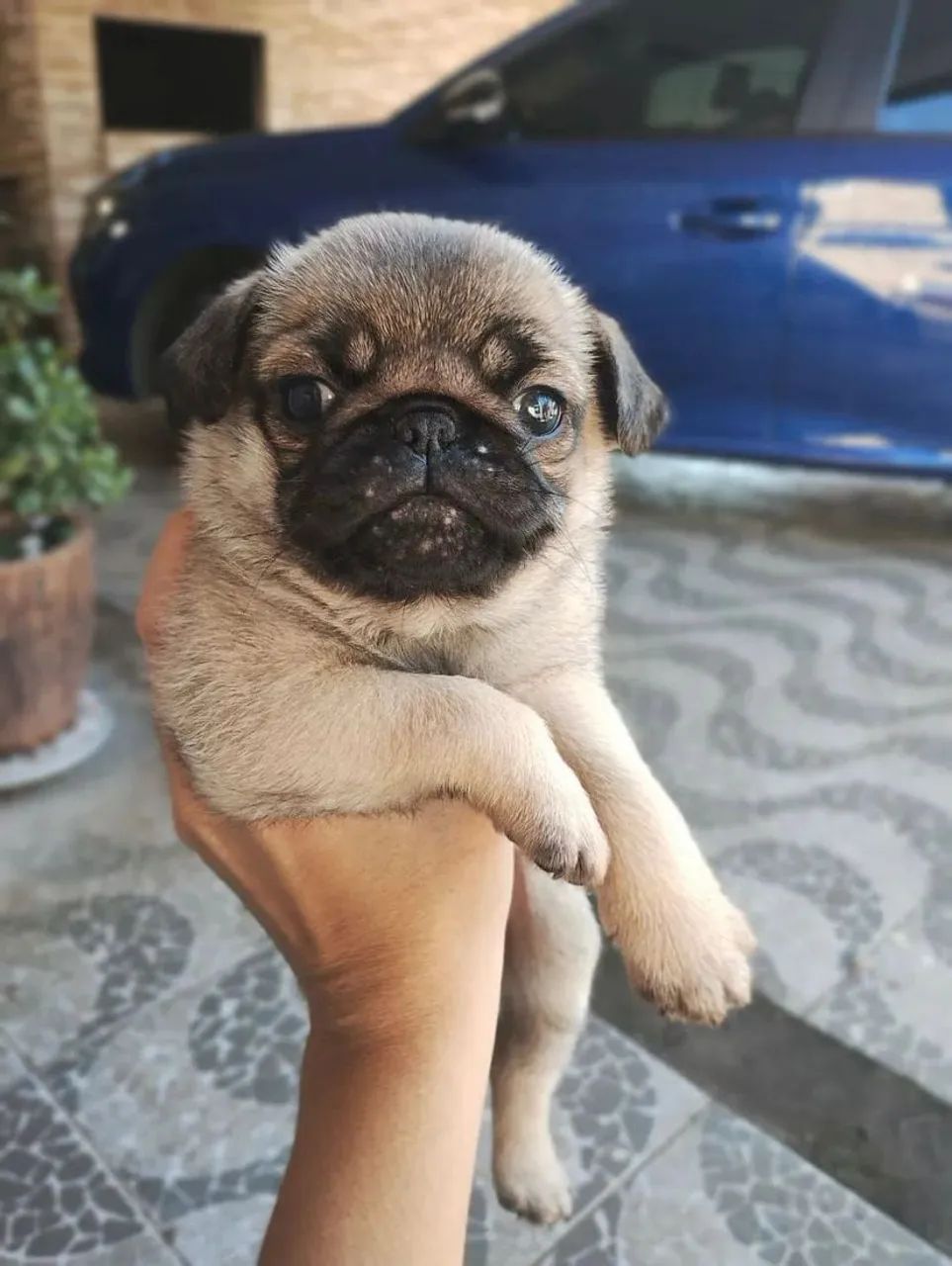 Lindos machos pug