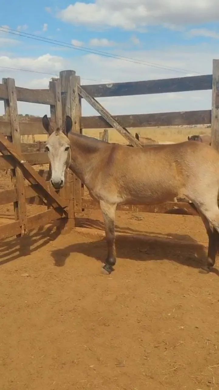 Mula / Burro  - Foto 3