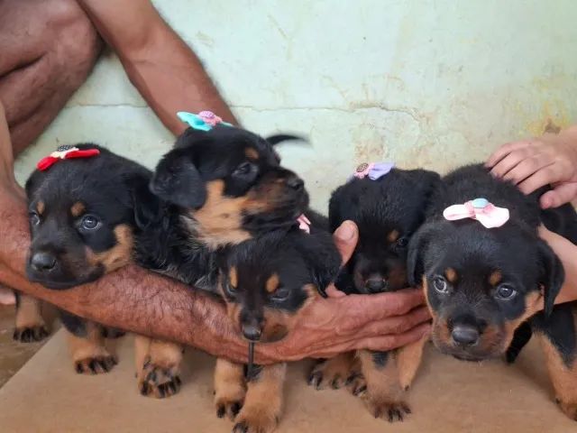 cachorro - Foto 3